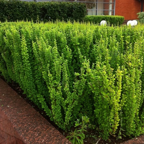 Барбарис Тунберга "Эректа" (Berberis thunbergii "Erecta")