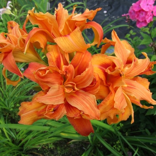 Лилейник "Фульва Квансо" (Hemerocallis "Fulva Kwanso")