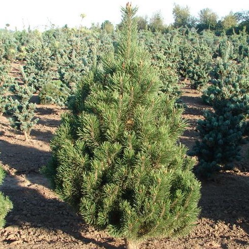 Сосна горная "Колумнарис" (Pinus mugo "Columnaris")