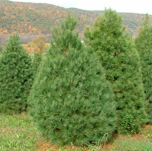 Сосна Веймутова (Pinus strobus)