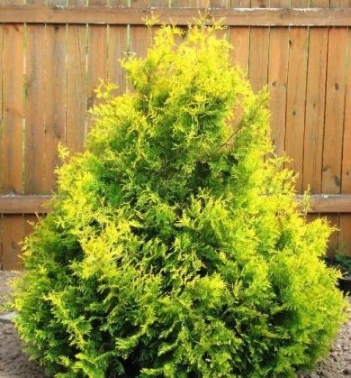 Туя западная "Брабант Ауреа" (Thuja occidentalis "Brabant Aurea")