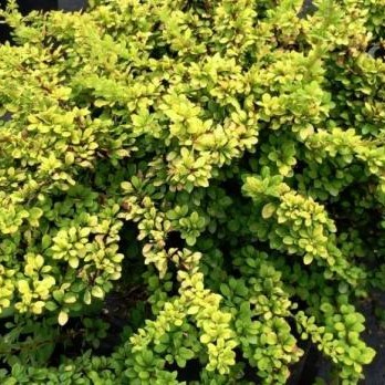 Барбарис Тунберга "Сенсейшен" (Berberis thunbergii "Sunsation")