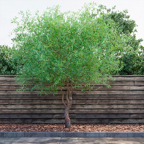 Ива Матсуды (извилистая) (Salix matsudana)