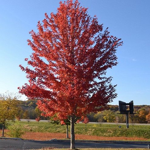 Клен остролистный "Кримсон Центри" (Acer platanoides "Crimson Sentry")