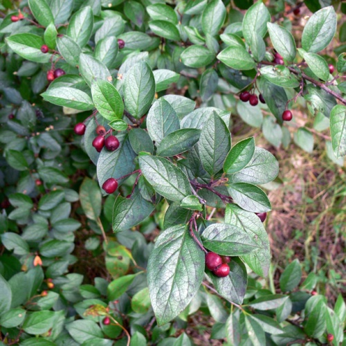 Кизильник блестящий (Cotoneaster lucidus)