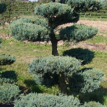Можжевельник виргинский "Грей Оул" ф.бонсай (Juniperus virginiana "Grey Owl")