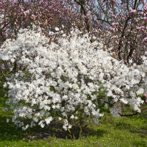 Магнолия звездчатая "Роял Стар" (Magnolia stellatе "Royal Star")
