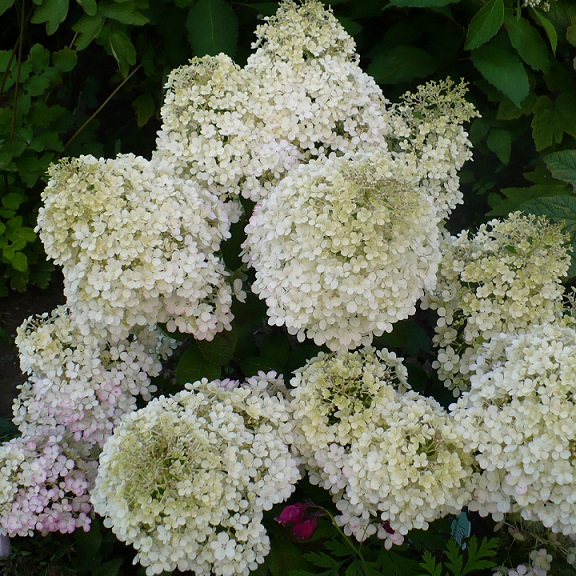 Гортензия метельчатая "Бобо" (Hydrangea paniculata "Bobo")