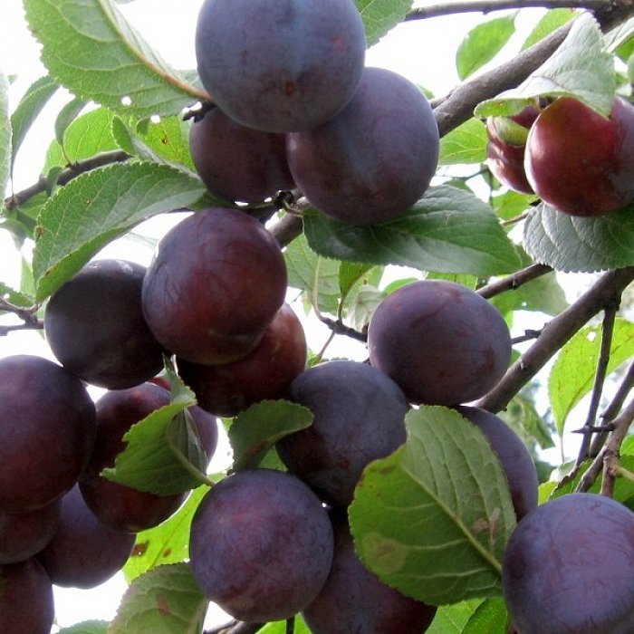 Алыча "Глобус" (2-летка) (Prunus)