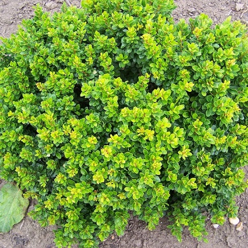 Барбарис Тунберга "Кобольд" (Berberis thunbergii "Kobold")