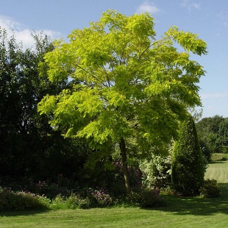 Акация (Acacia)