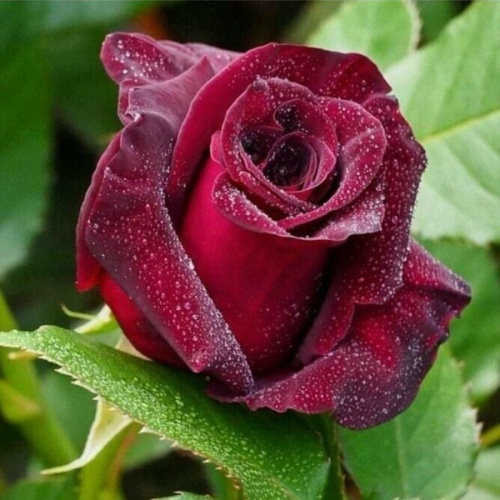 Роза чайно-гибридная "Норита" (Rosa Hybrid Tea "Norita"))