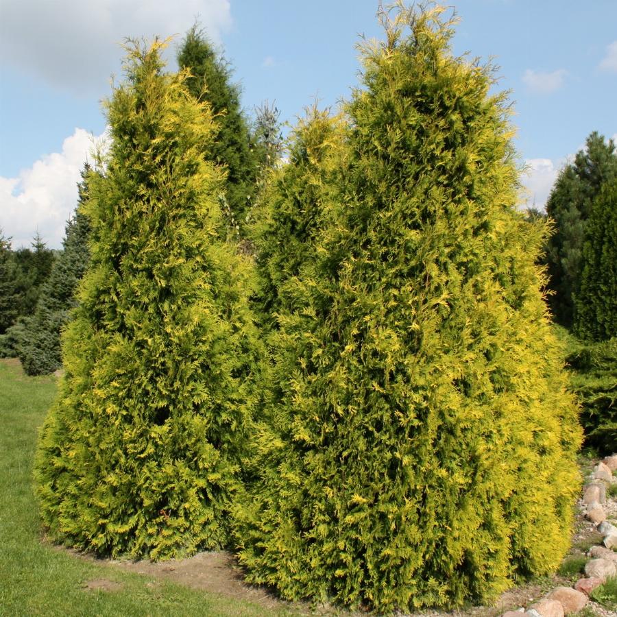 Туя западная "Санкист" (Thuja occidentalis "Sankist")