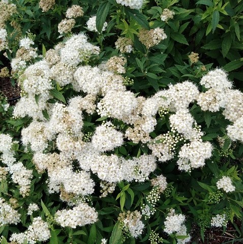 Спирея японская "Альбифлора" (Spiraea japonica "Albiflora")