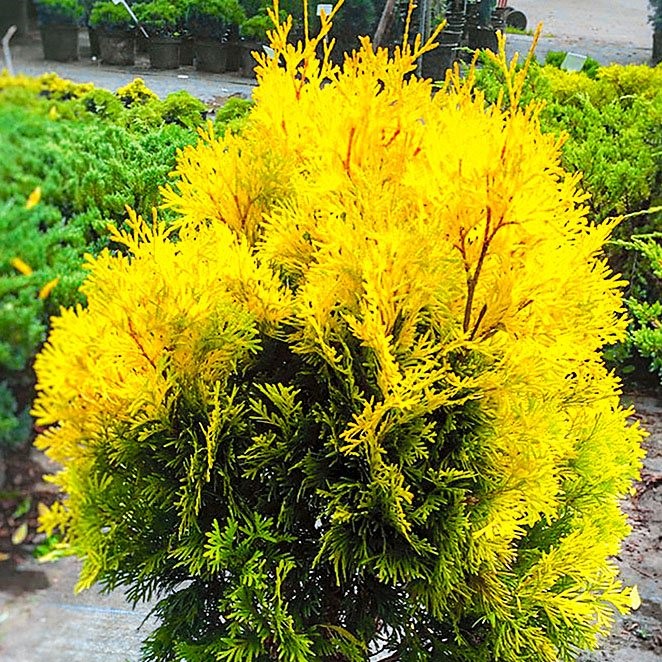 Туя западная "Янтарь" (Thuja occidentalis "Jantar")