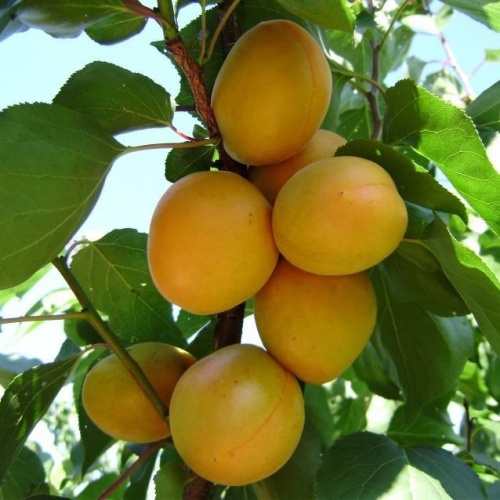 Абрикос "Шалах" (5-7 лет) (Armeniaca)