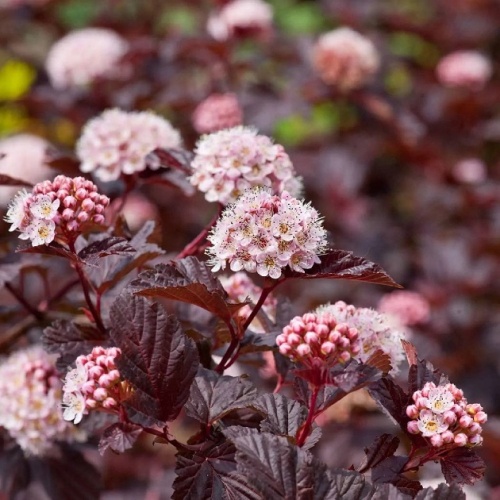 Пузыреплодник калинолистный "Андре" (Physocarpus opulifolius "Andre")