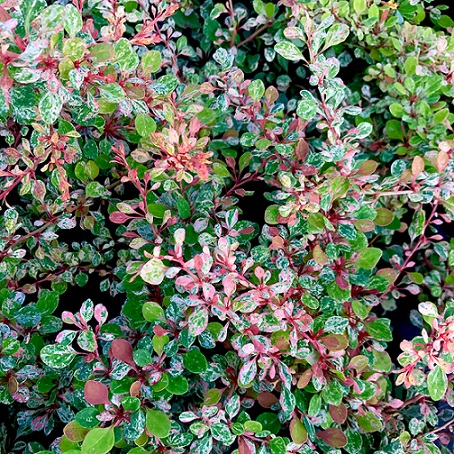 Барбарис Тунберга "Наташа" (Berberis thunbergii "Natasha")