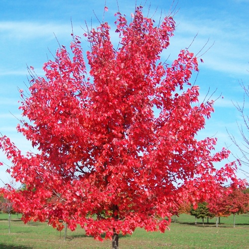 Клен красный "Октобер Глори" (Acer rubrum "October Glory")