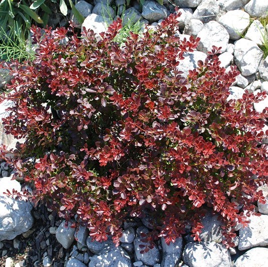 Барбарис Тунберга "Атропурпуреа Нана" (Berberis thunbergii "Atropurpurea Nana")
