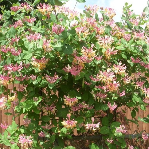 Жимолость Гекрота "Американ Бьюти" (Lonicera heckrottii "American Beauty")