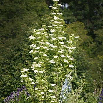Бузина черная "Обелиск" (Sambucus nigra "Obelisk")