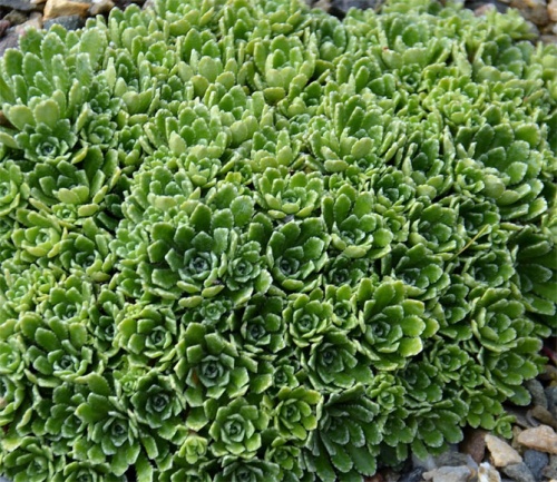 Камнеломка метельчатая "Пигмей" (Saxifraga paniculata)