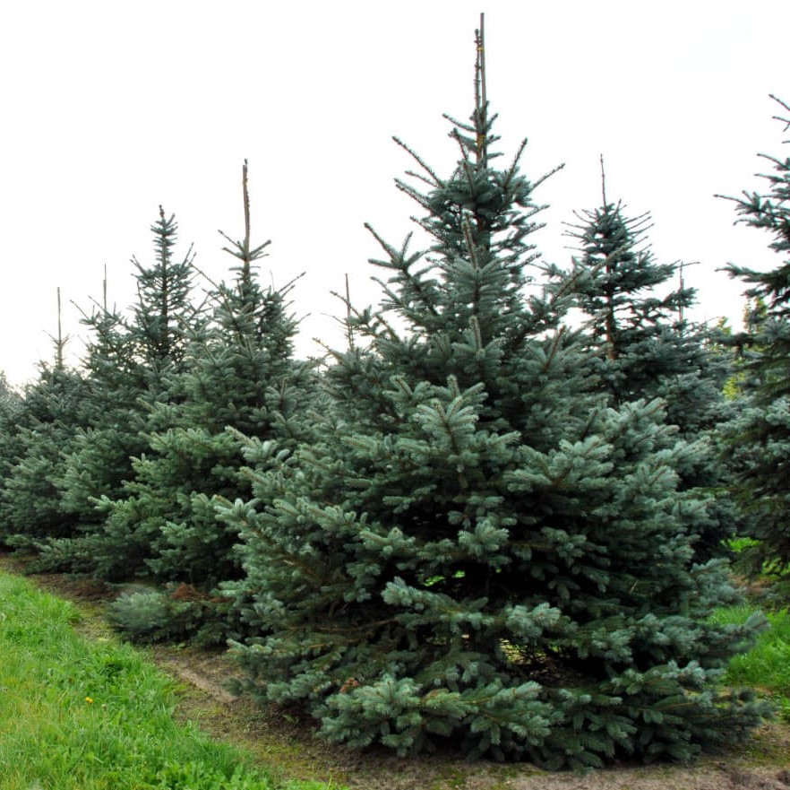 Ель колючая "Фат Альберт" (Picea pungens "Fat Albert")