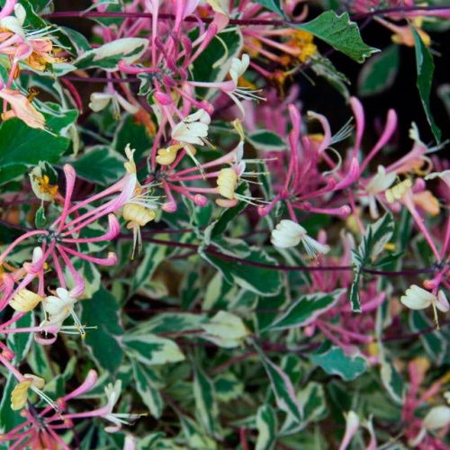 Жимолость Гекрота "Вариегата" (Lonicera heckrottii "Variegata")
