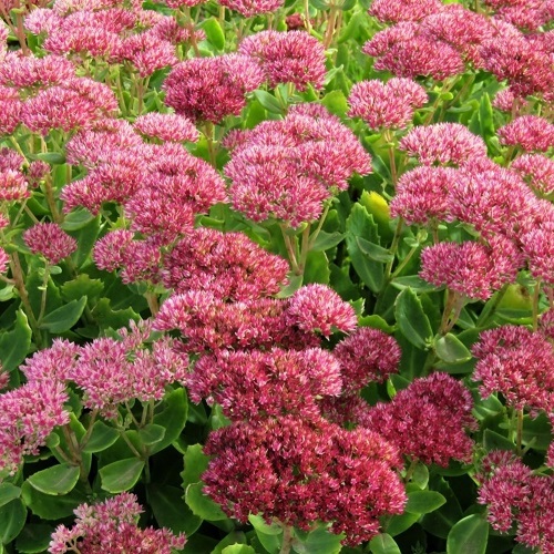 Седум видный (Sedum spectabile)