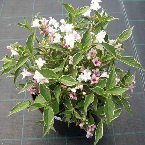 Вейгела цветущая "Сюзанна" (Weigela florida "Suzanne")