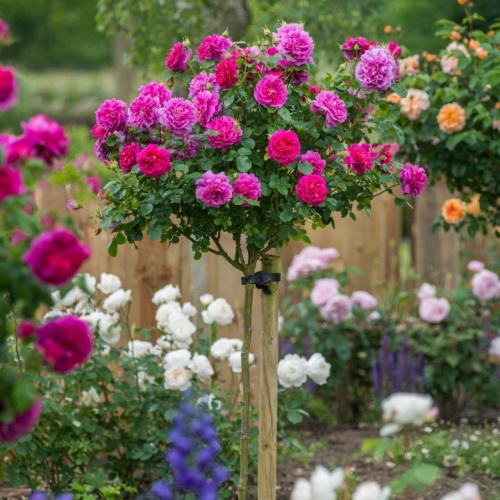 Роза штамбовая (Rosa)