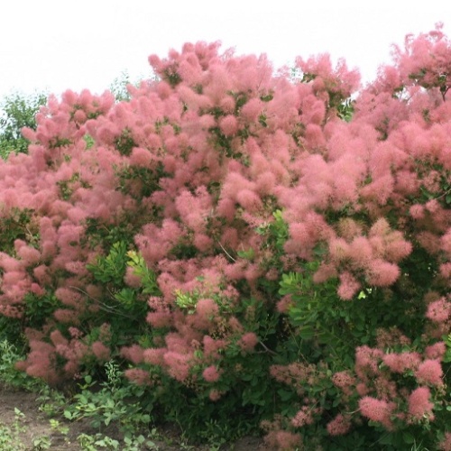 Скумпия кожевенная (Cotinus coggygria)