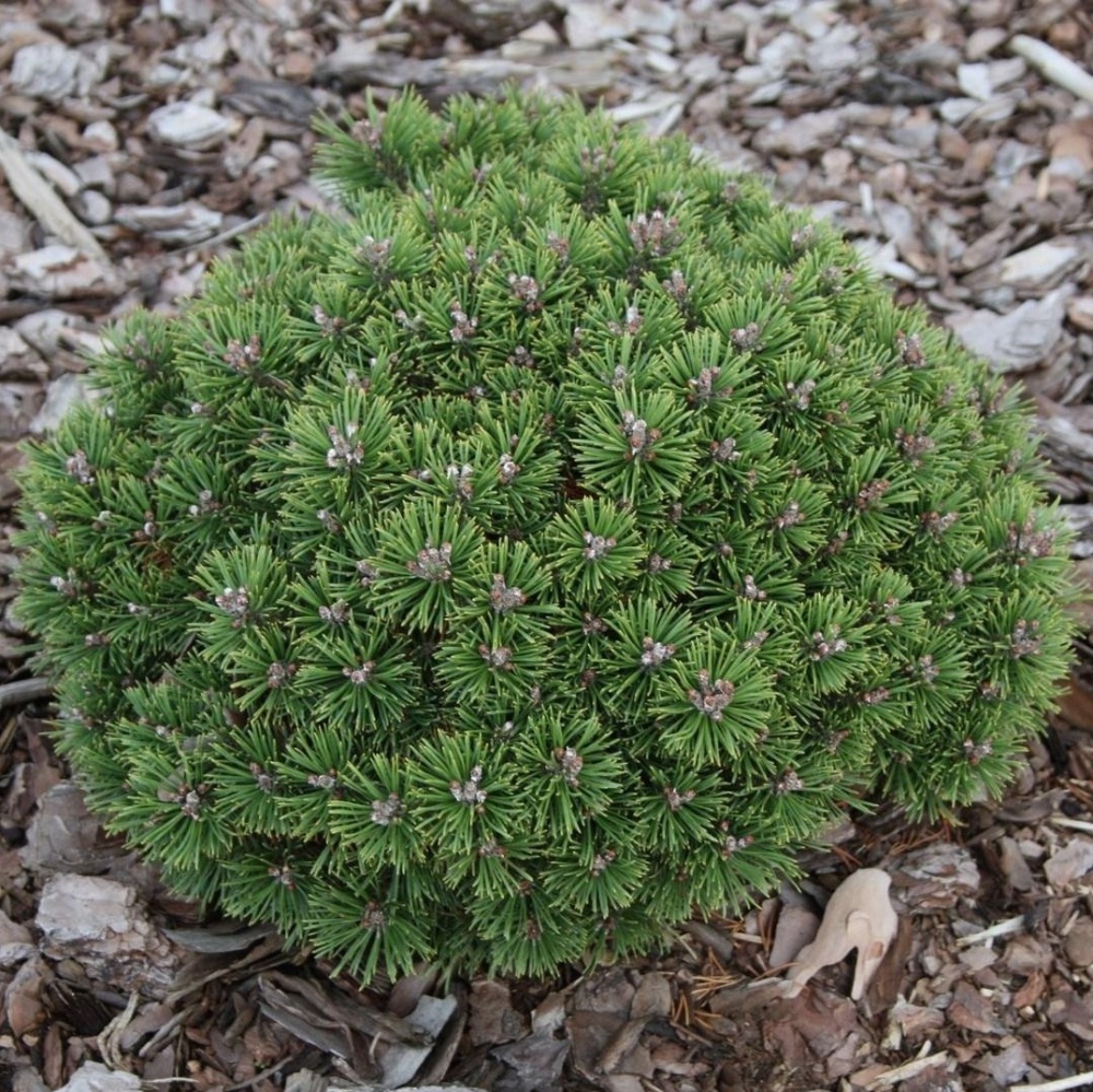 Сосна горная "Бенджамин" (Pinus mugo "Benjamin")