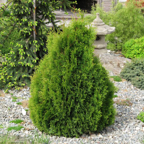 Туя западная "Майки" (Thuja occidentalis "Miky")