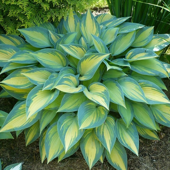 Хоста (Hosta)