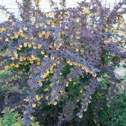 Барбарис оттавский "Суперба" (Berberis ottawensis "Superba")