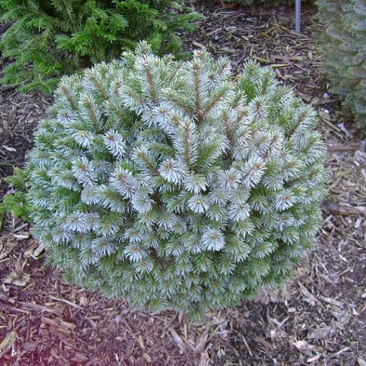 Ель ситхинская "Нана" (Picea sitchensis Nana)