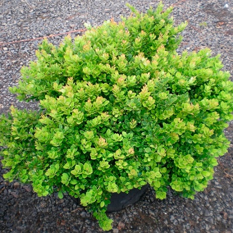 Барбарис Тунберга "Москато БэйлАнна" (Berberis thunbergii "Moscato BailAnna")