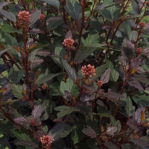 Пузыреплодник калинолистный "Литл Джокер" (Physocarpus opulifolius "Little Joker")