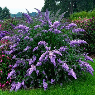 Буддлея Давида (Buddleja davidii)