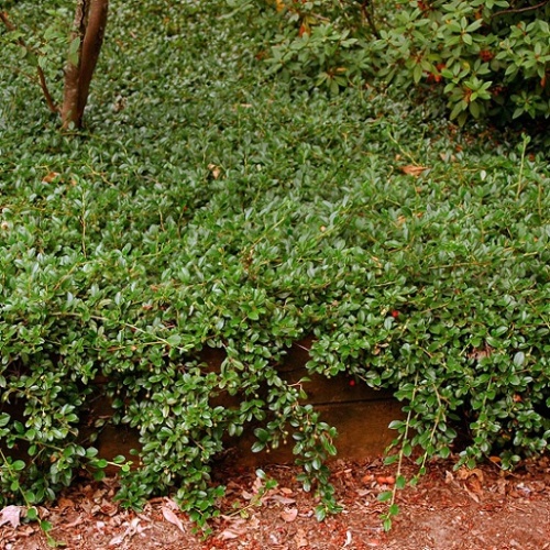 Кизильник Даммера "Мажор" (Cotoneaster radicans "Major")