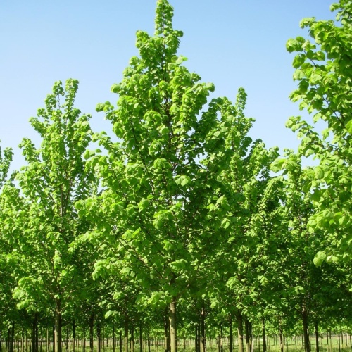 Липа крупнолистная (Tilia platyphyllos)