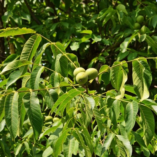 Орех грецкий "Пловдивски" (Juglans regia "Plovdovski")