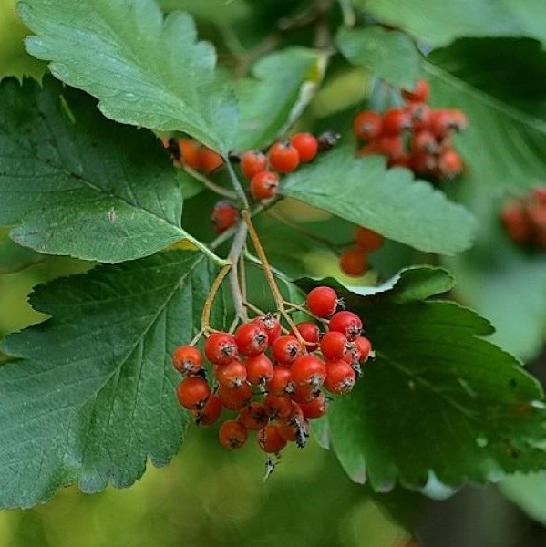Рябина скандинавская (Sorbus intermedia)