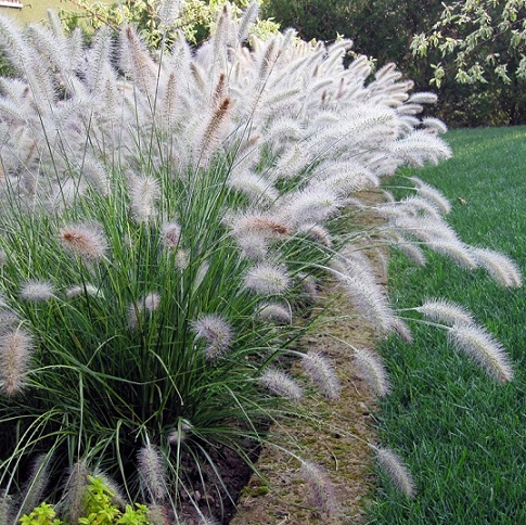 Пеннисетум мохнатый (Pennisetum villosum)