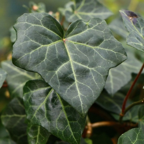 Плющ колхидский (Hedera colchica)