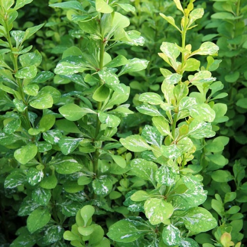 Барбарис Тунберга "Поувов" (Berberis thunbergii "Powwow")