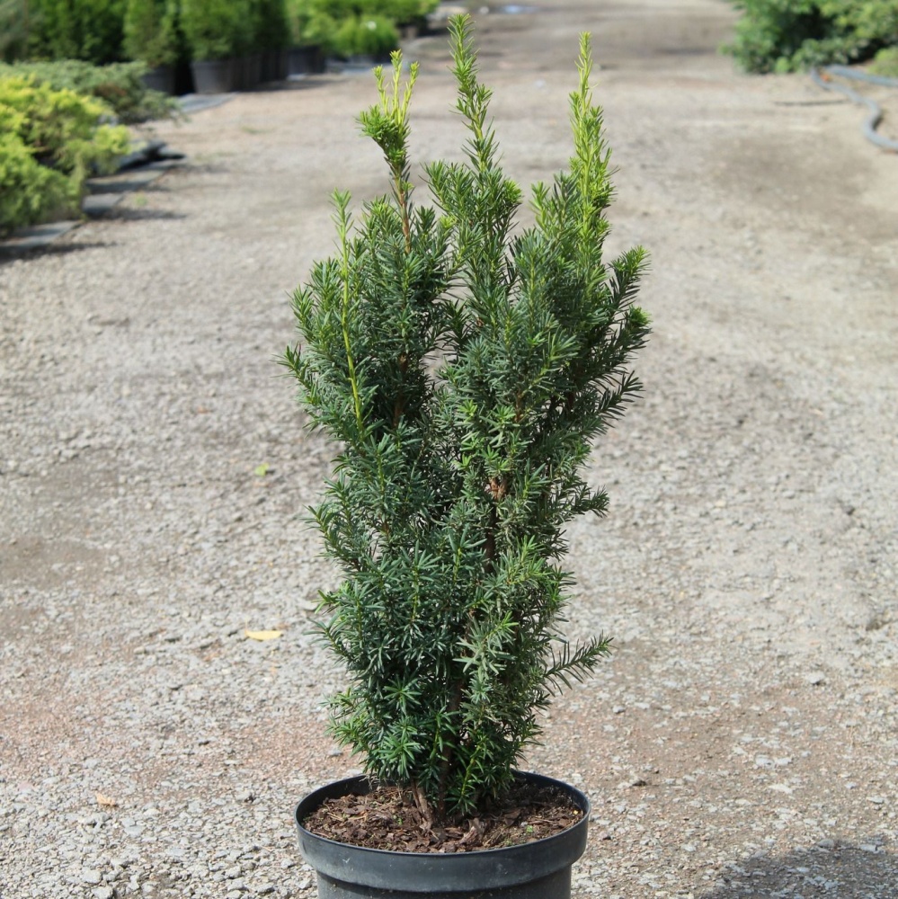 Тис средний "Хикси" (Taxus media "Hicksii")