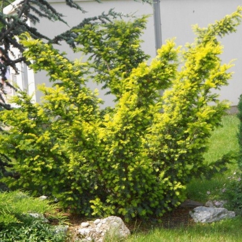 " " (Taxus baccata "Aurea variegata")     --